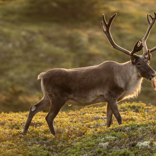 Woodland Caribou