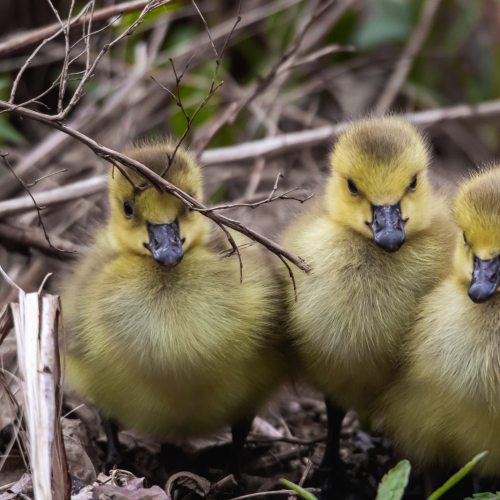 Fluffy Trio