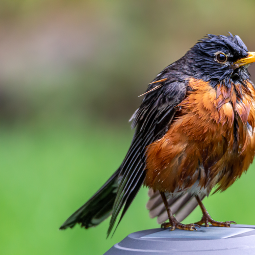Rather Unhappy Robin