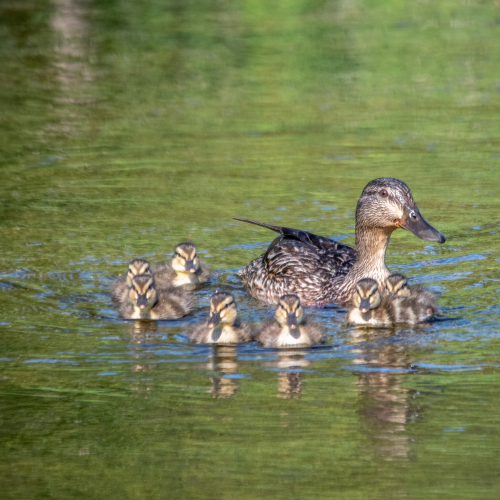 Family outing.