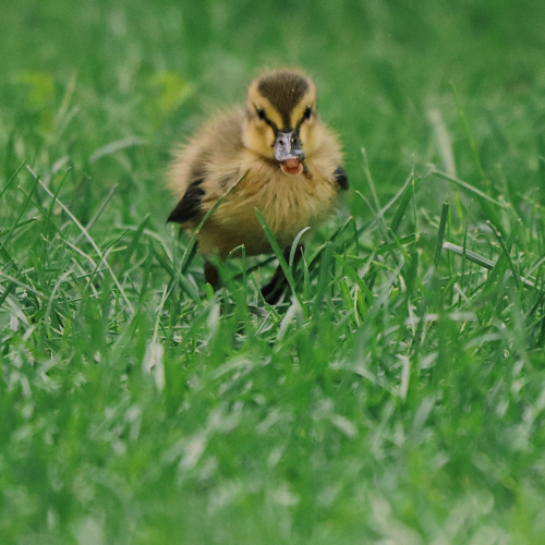 Happy Duckling 