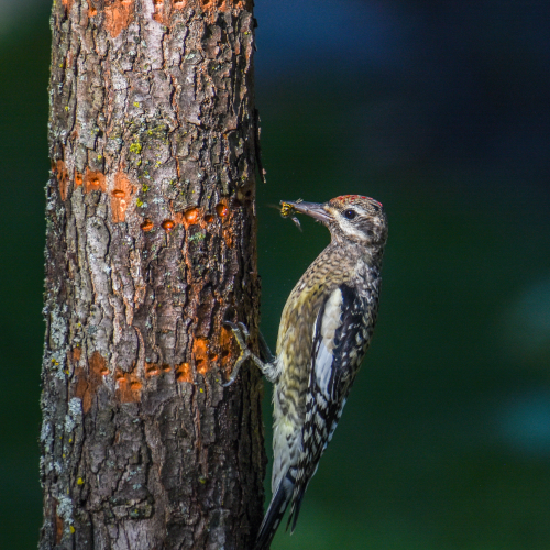 Yellow-Bellied Sapsucker dealing with the neighbors!