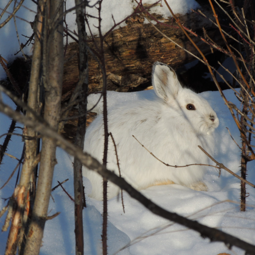 Sunny bunny
