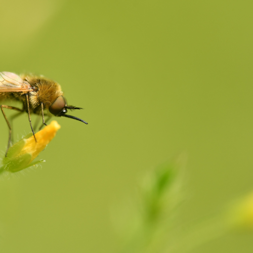 Bee Fly