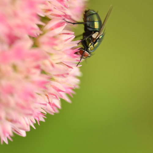 Calliphorid