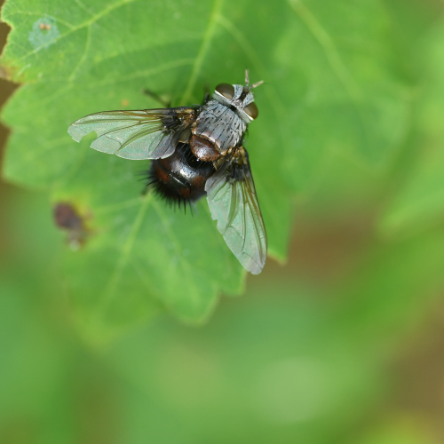 Tachinid