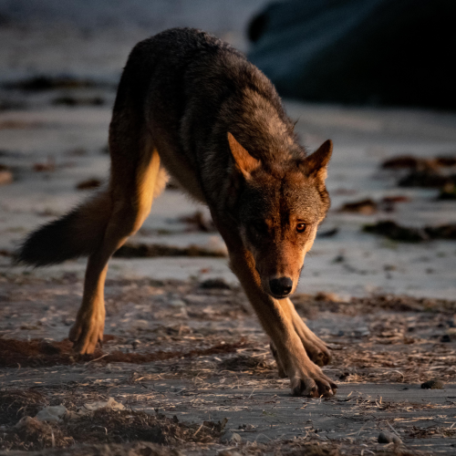 Sea Wolf at Sunset