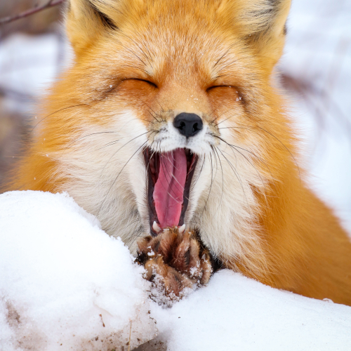Sleepy red fox