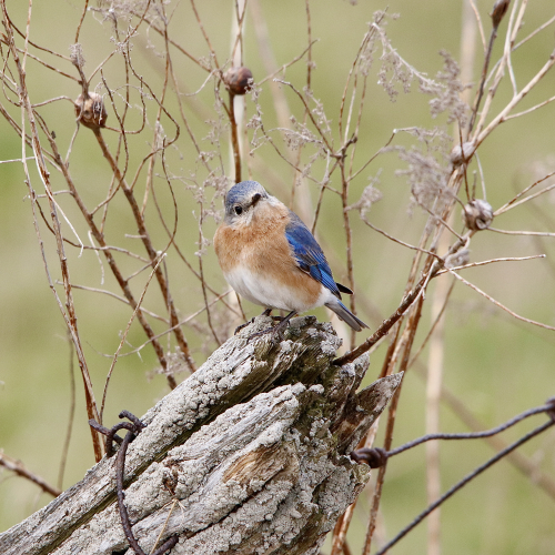 Female Eastern Bluebird
