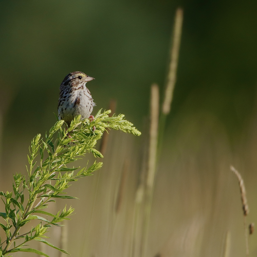 Savannah Sparrow
