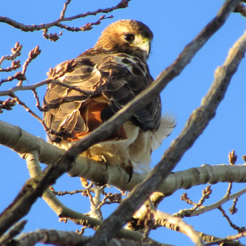 Red-tailed Hawk 