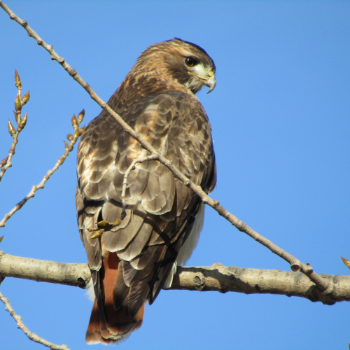 Red-tailed Hawk (juvenile)