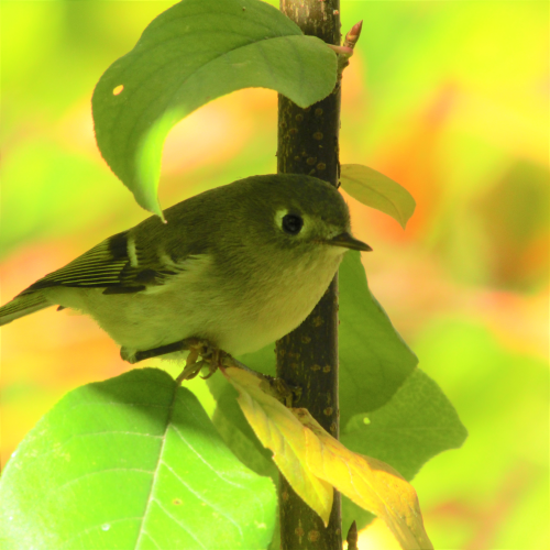 Ruby-crowned Kinglet