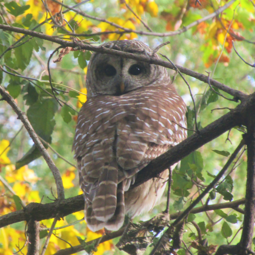 Barred Owl