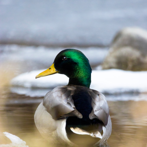 Mallard sits in some cool late-fall water