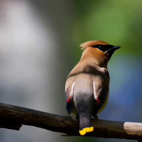 Cedar Waxwing