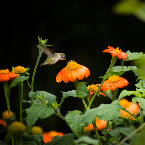 Hummingbird takes a sip