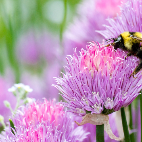 Bumblebee giving a flower a big bee hug