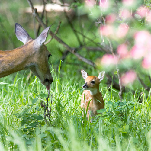 Doe and Fawn share a tender moment