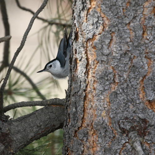 White-breasted Nuthatch