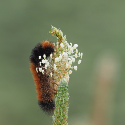 Woolly Bear Catherpillar
