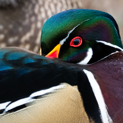 Wood Duck Charm