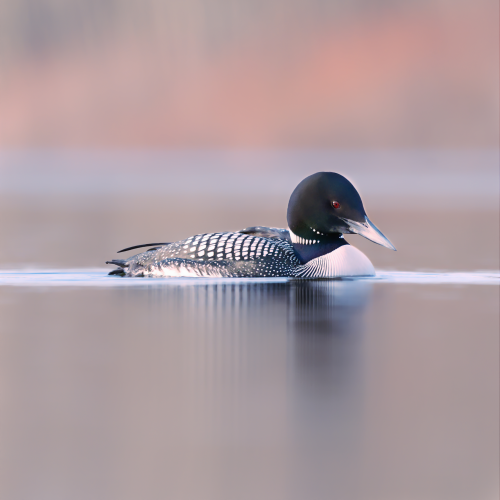 Calm Loon