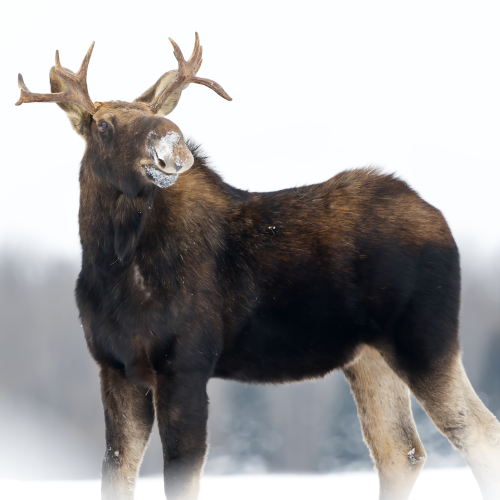 Proud Moose