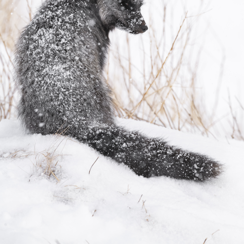Snow Covered Silver Fox