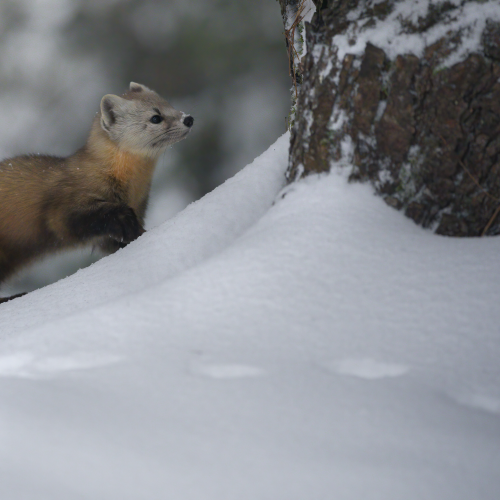 Pine Marten walking in the snow