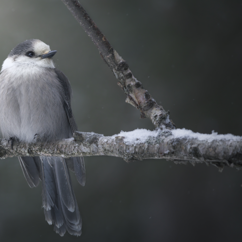 Canada Jay