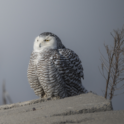 Snowy owl enjoying the sun