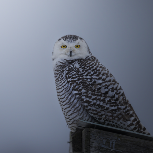 Snowy owl eyes staring at you