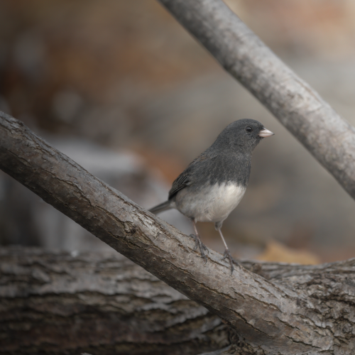 Dark-eyed Junco framed
