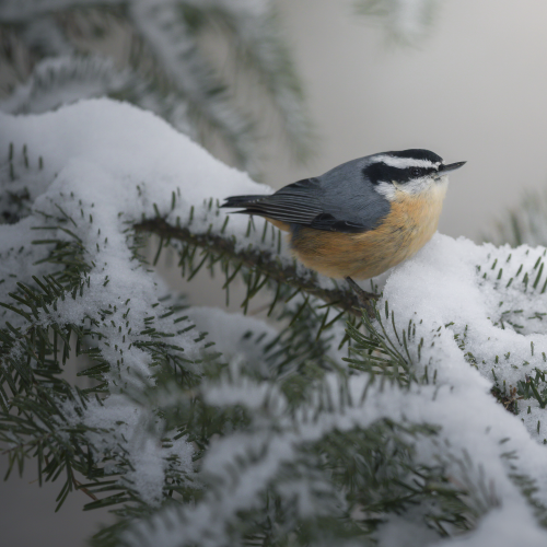 Red-breasted nuthatch