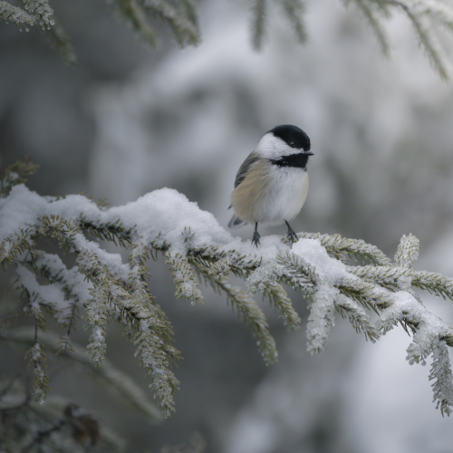 Black-capped chickadee