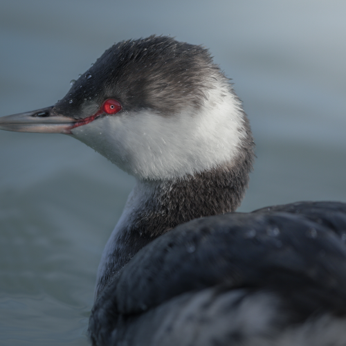 Horned grebe and its red eye