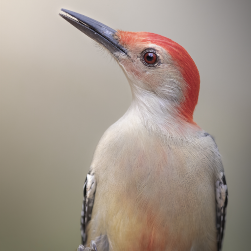 Red-bellied woodpecker portrait