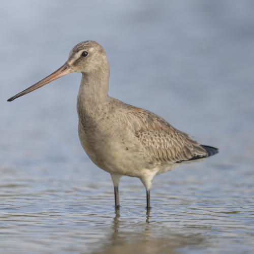 Hudsonian godwit