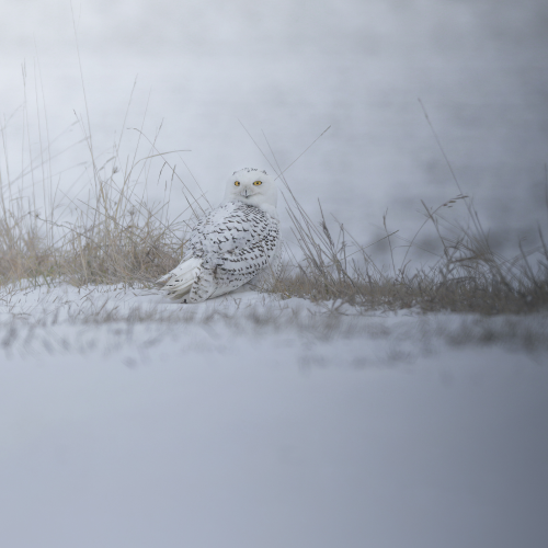 Snowy owl