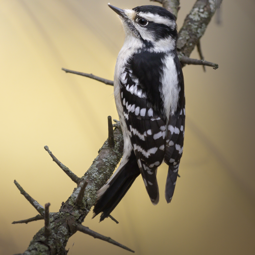 Downy woodpecker