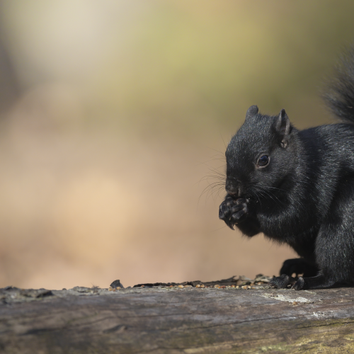 The Presidential Black Squirrel