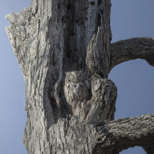 Can you spot the Screech owl?