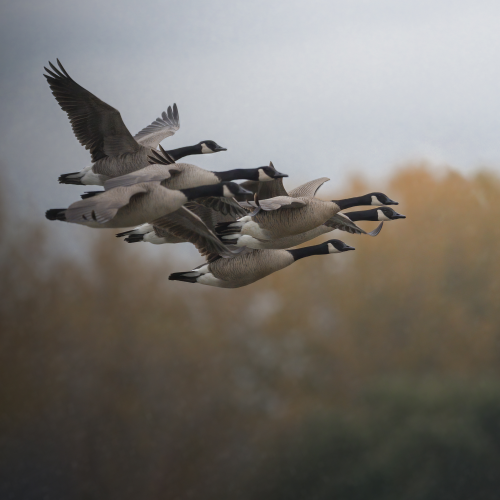 Canada geese in flight