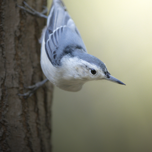 White-breasted nuthatch