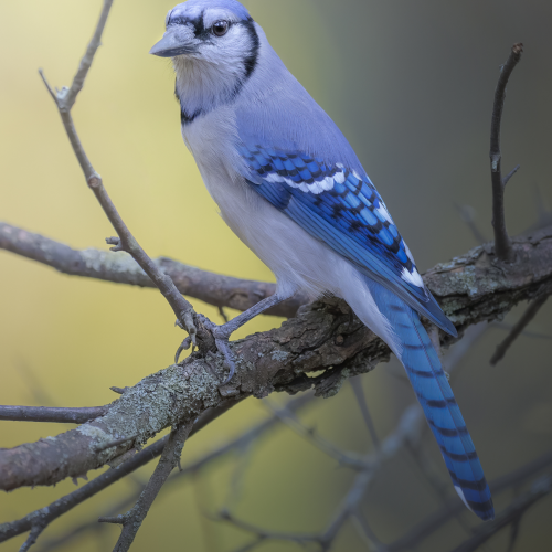 Blue Jay