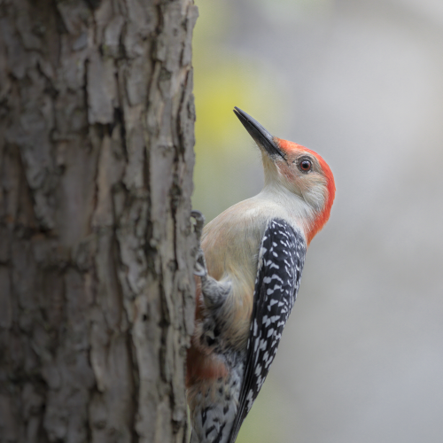 Red-bellied woodpecker