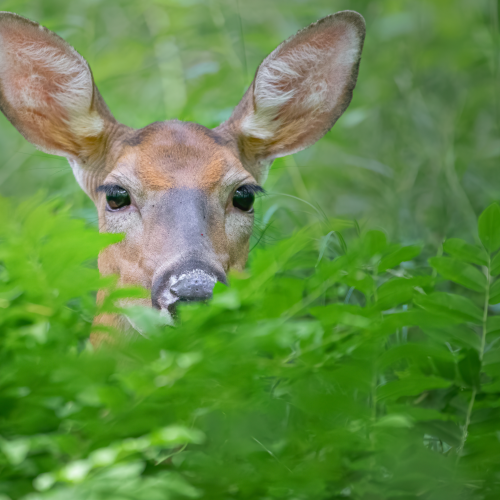 White-tailed deer