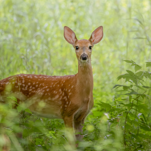 White-tailed fawn