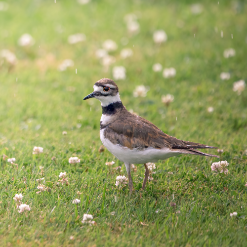 Killdeer enjoying rain drops